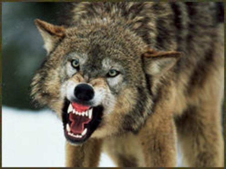 Do Wolves Attack Humans? Reasons Why a Wolf Might Attack People