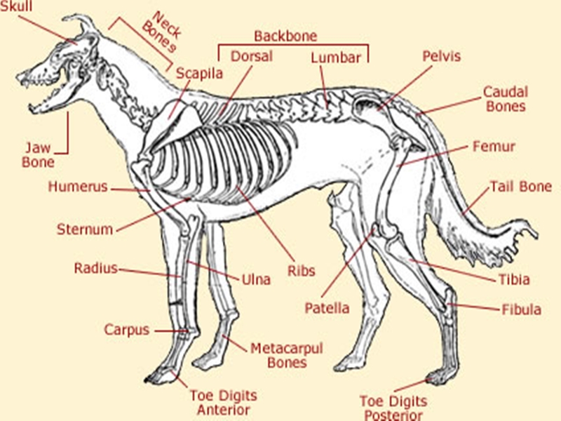 Wolf Skeleton Diagram