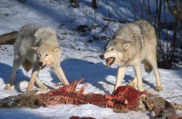 what animals eat arctic wolf