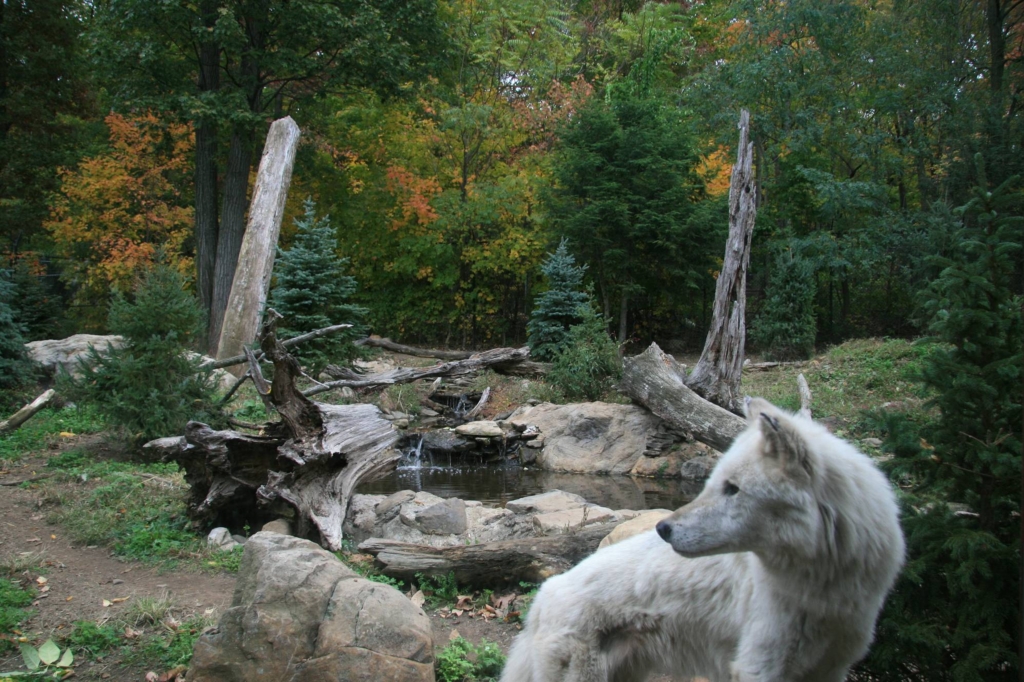 gray wolves habitat facts