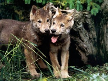 cachorros de lobo.jpg