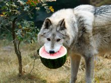wolf-with-watermelon.jpg